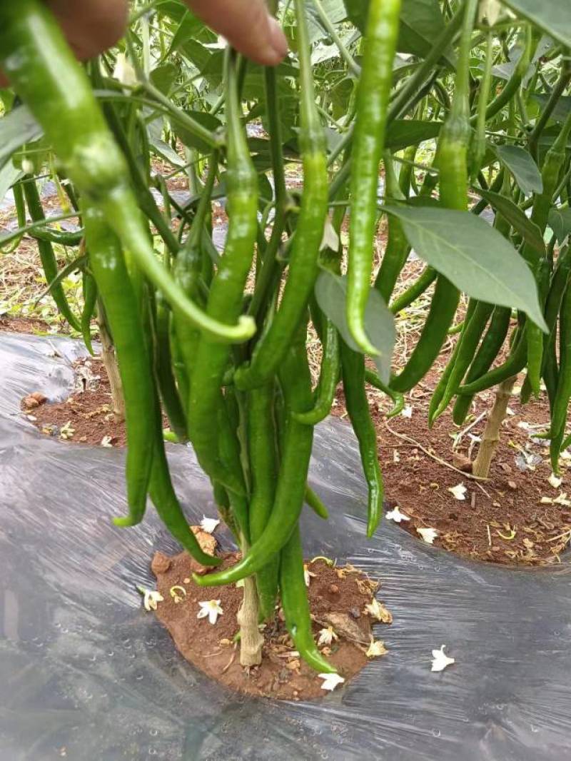 线椒，青椒