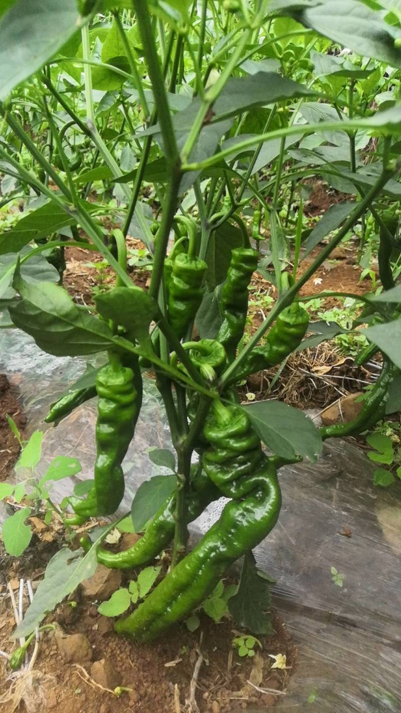 威宁高山螺丝椒，品质好，量大从优，云贵川可以送货