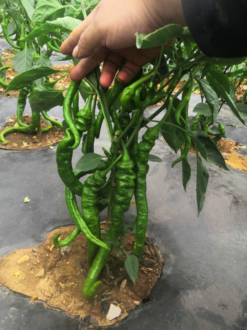 威宁高山螺丝椒，品质好，量大从优，云贵川可以送货