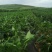 威宁高山螺丝椒，品质好，量大从优，云贵川可以送货