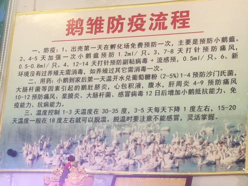 纯种大三花鹅苗