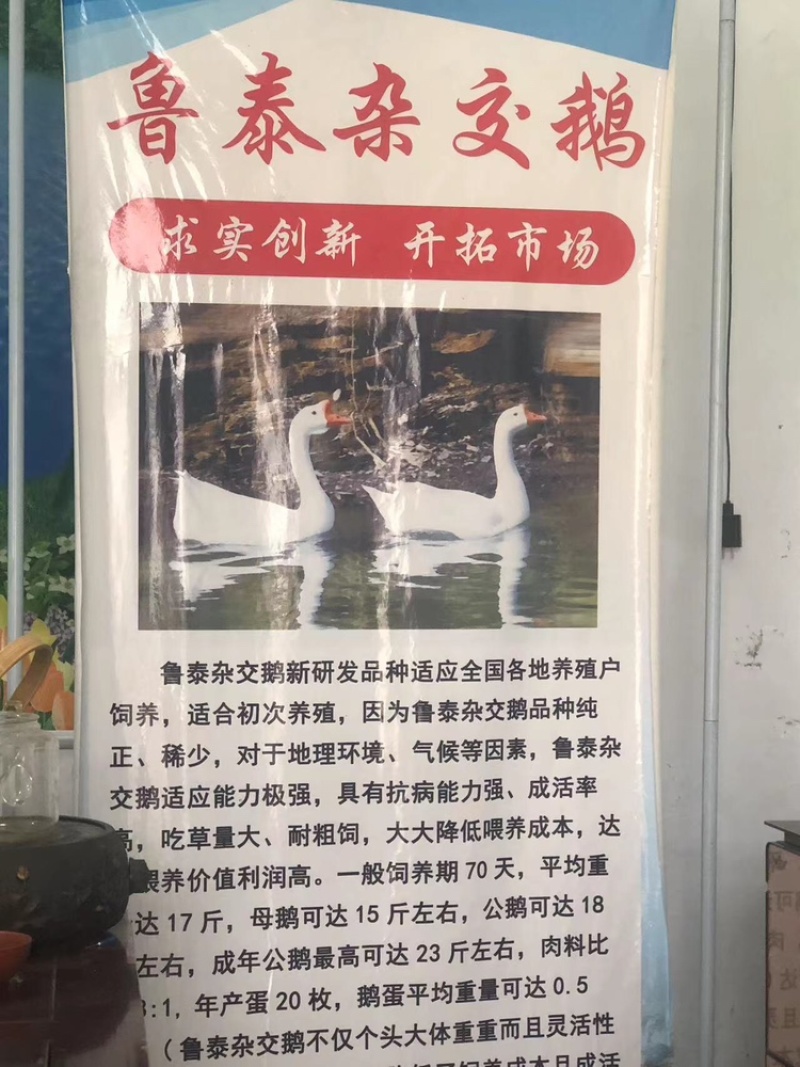 纯种大三花鹅苗