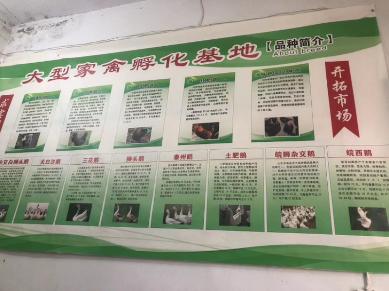 纯种大三花鹅苗