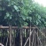 假萍婆5-8-10-12-15公分，大量现货供应