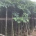 假萍婆5-8-10-12-15公分，大量现货供应
