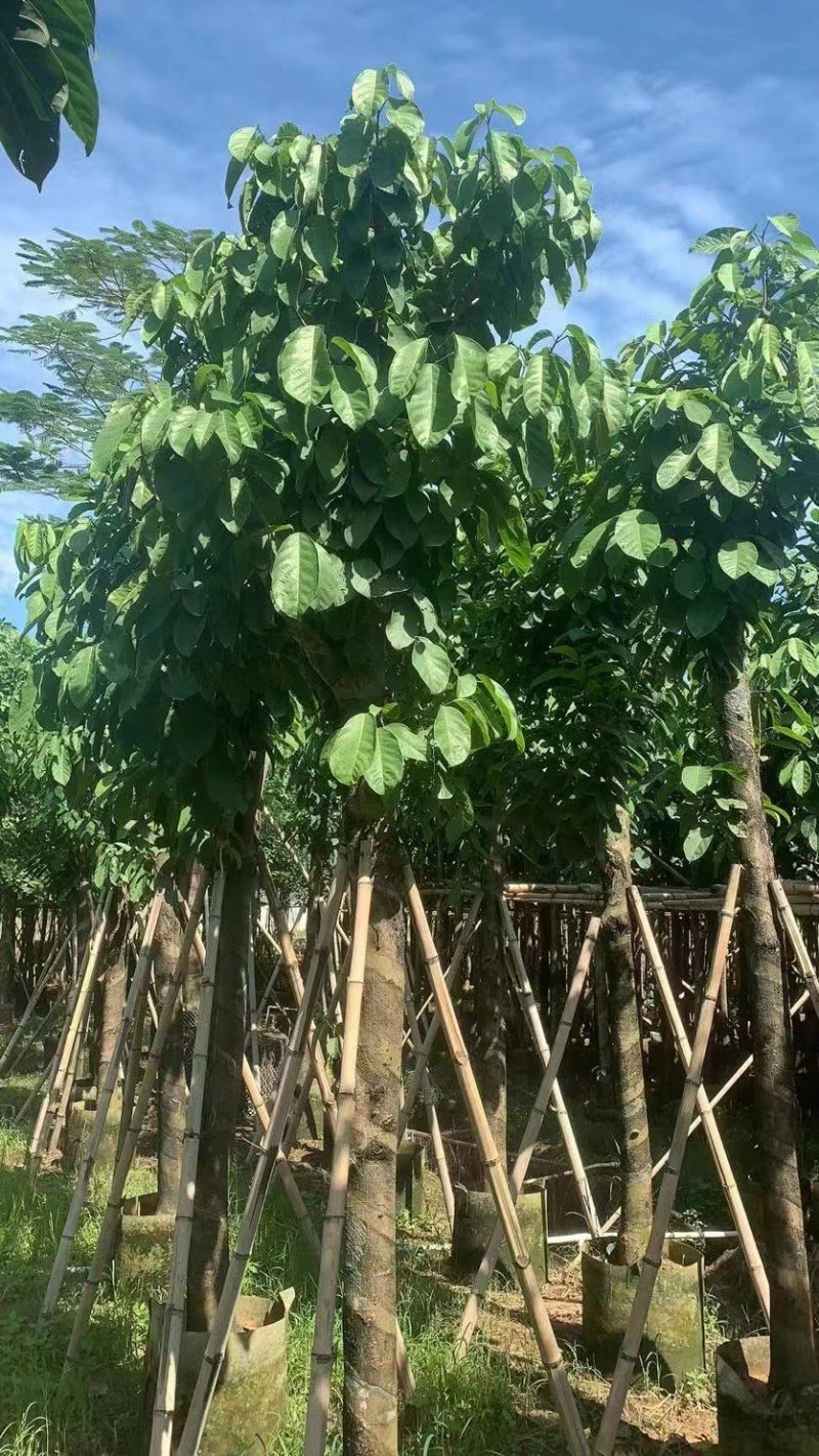 假萍婆5-8-10-12-15公分，大量现货供应