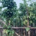 假萍婆5-8-10-12-15公分，大量现货供应