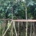 假萍婆5-8-10-12-15公分，大量现货供应