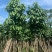 假萍婆5-8-10-12-15公分，大量现货供应