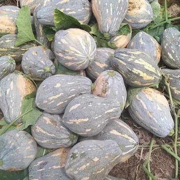 香芋南瓜/产地发货品质好需要的老板电话