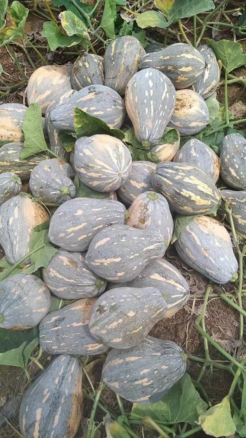 香芋南瓜/产地发货品质好需要的老板电话