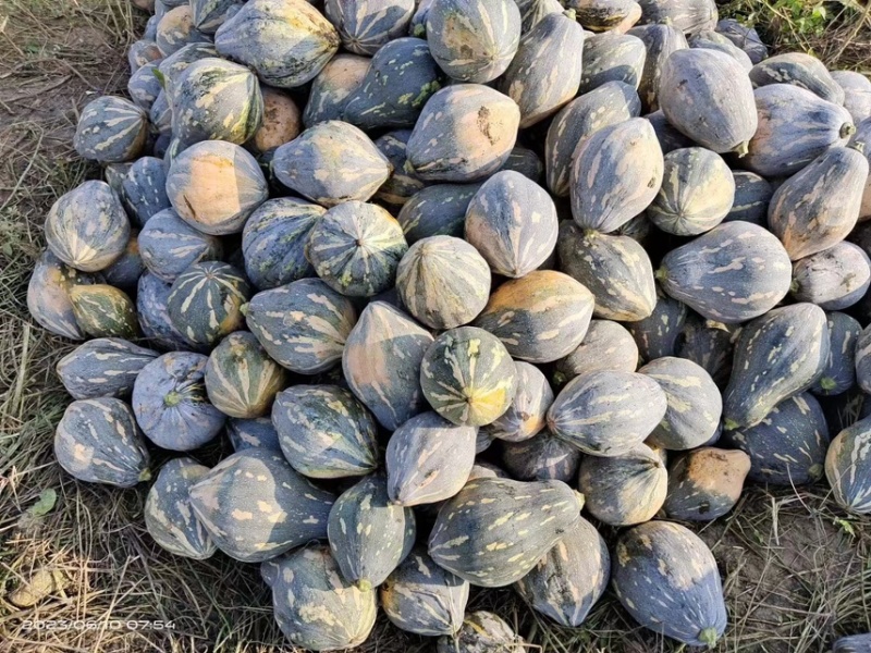 香芋南瓜/产地发货品质好需要的老板电话