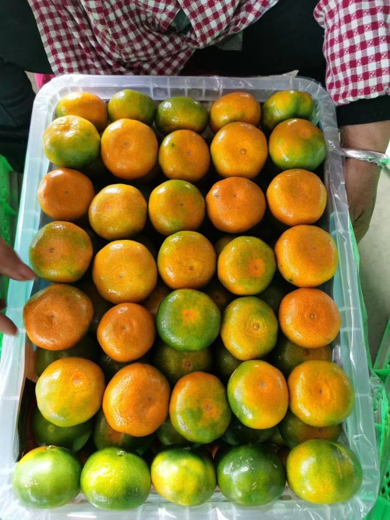 云南叶桔高山蜜橘特早柑橘皮薄肉甜果园现采大量价优