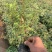 黄刺玫产地大规格黄刺玫批发黄刺玫价格山西丛生黄刺攻