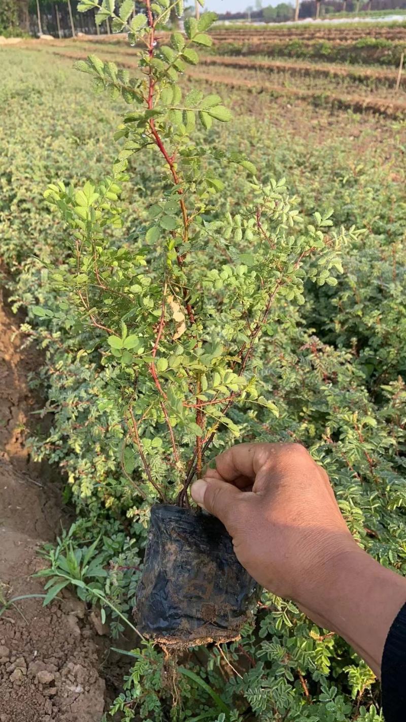 黄刺玫产地大规格黄刺玫批发黄刺玫价格山西丛生黄刺攻