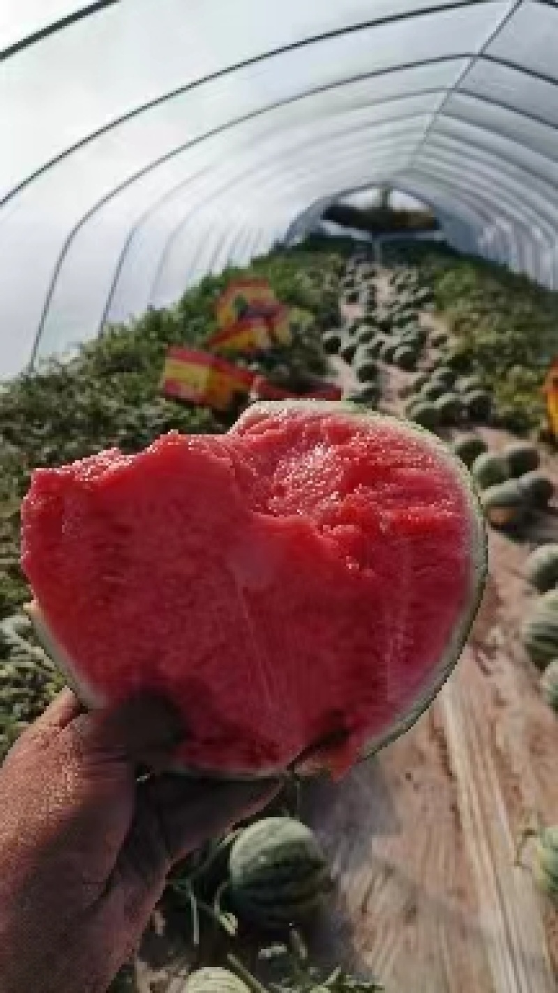 陕西产地无籽美都西瓜，美都西瓜，大量上市保质保量基地发