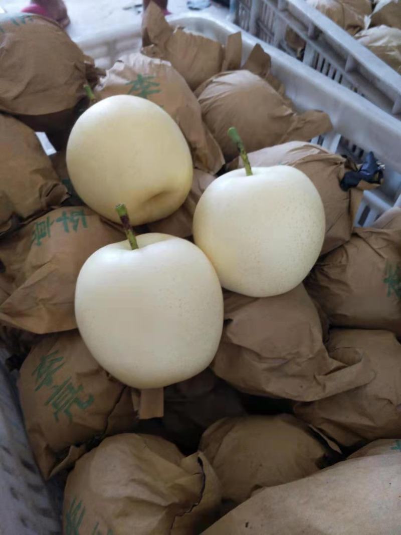 皇冠梨青皮皇冠梨青皇冠安徽皇冠梨批发