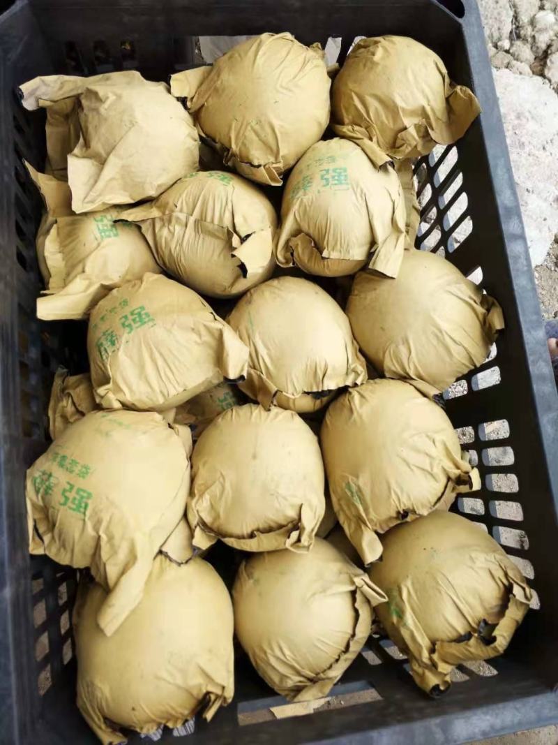 皇冠梨青皮皇冠梨青皇冠安徽皇冠梨批发