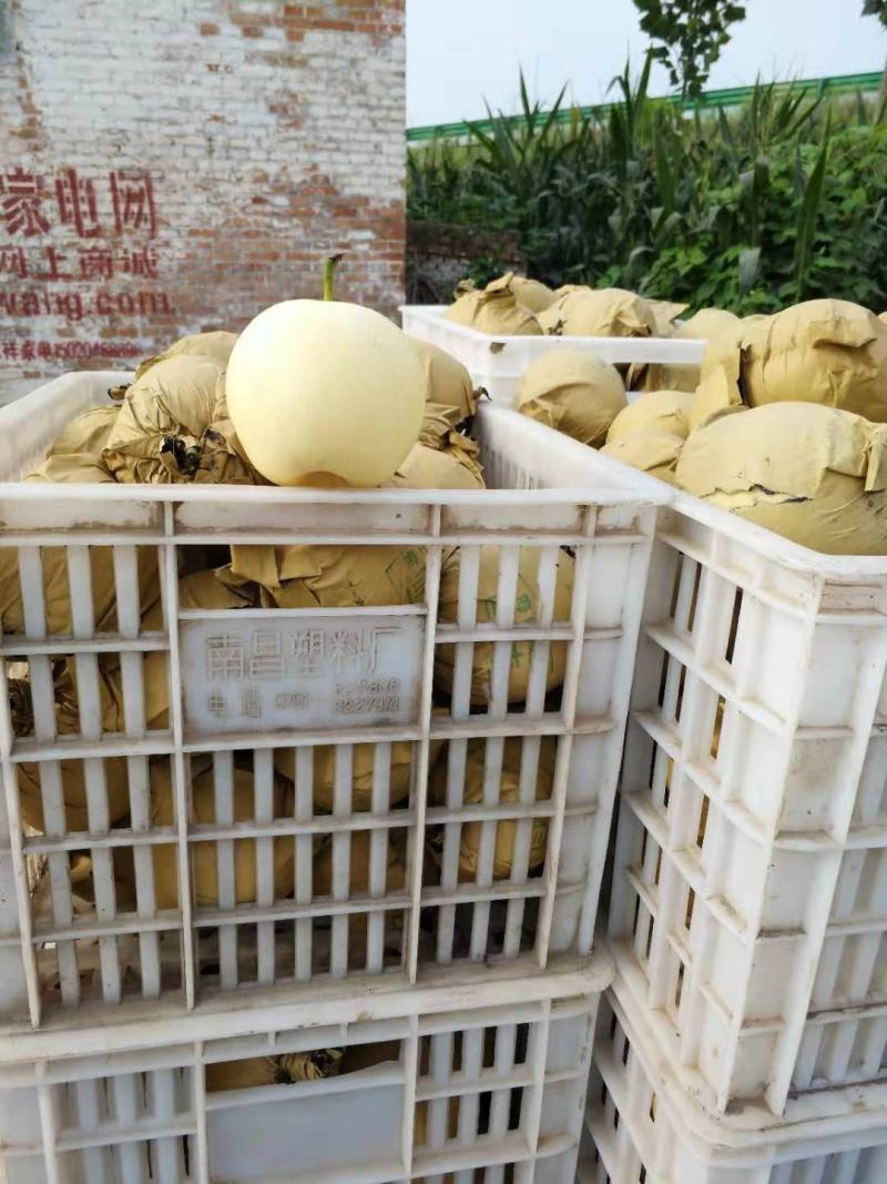皇冠梨青皮皇冠梨青皇冠安徽皇冠梨批发