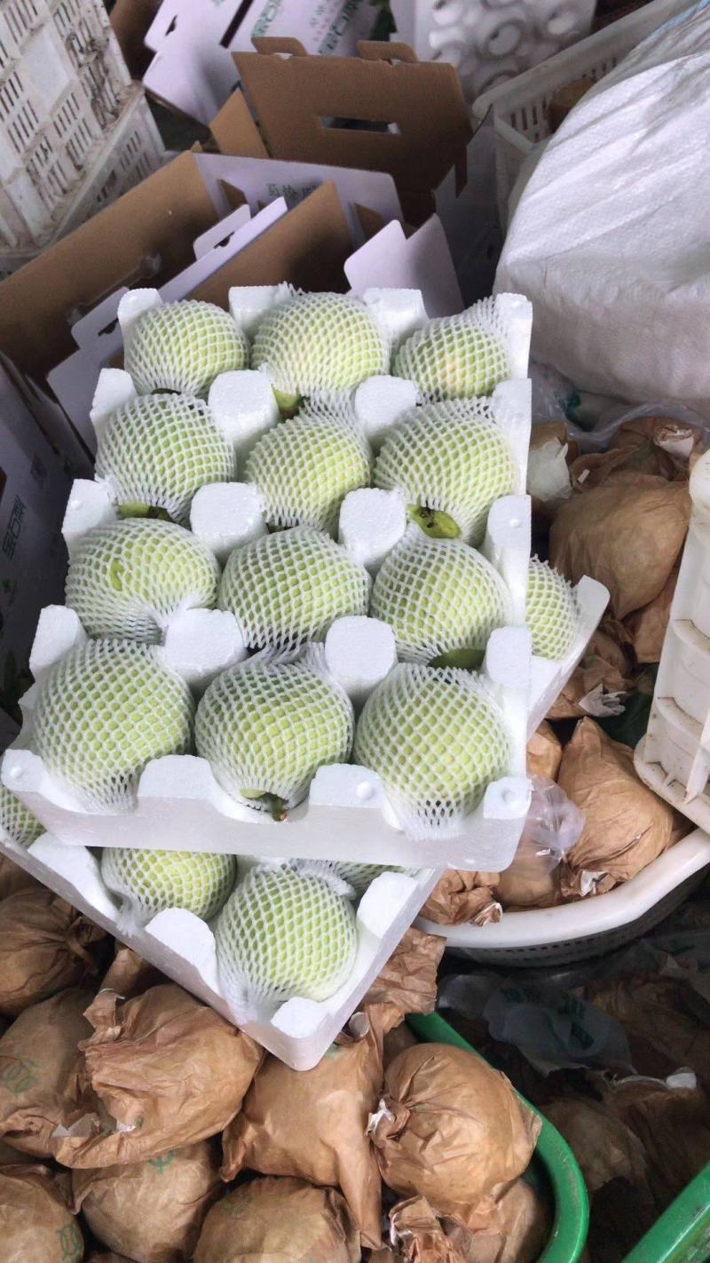 皇冠梨青皮皇冠梨青皇冠安徽皇冠梨批发