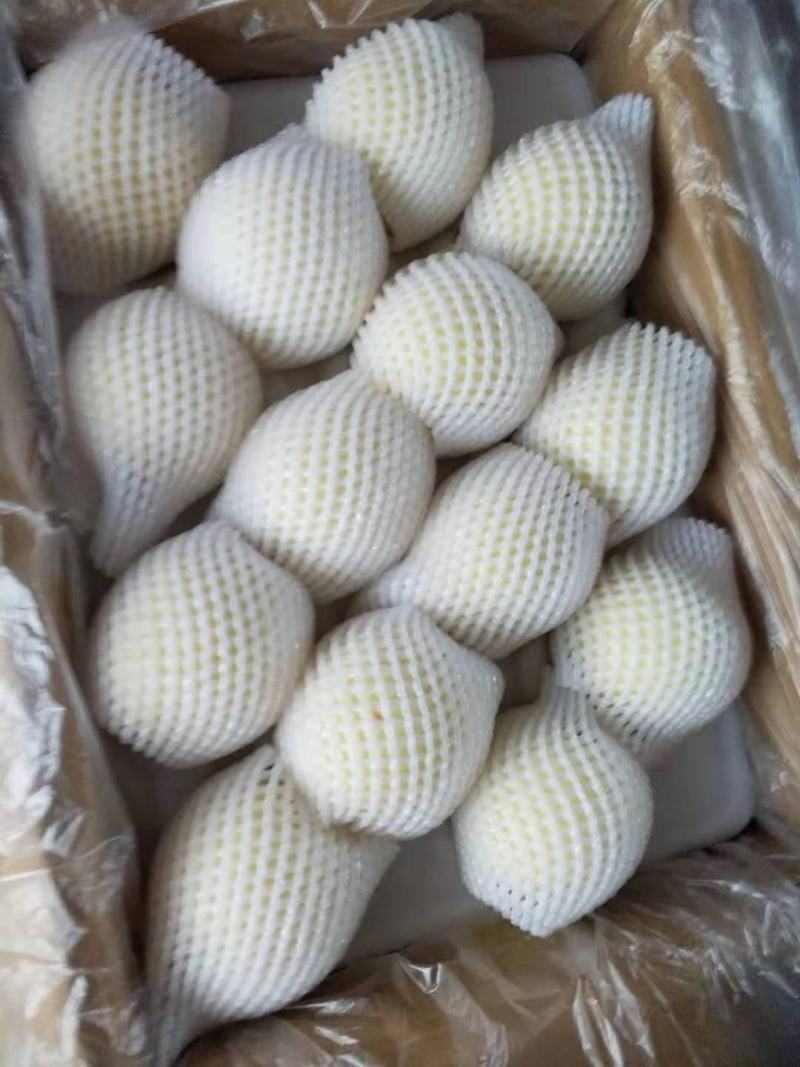 皇冠梨青皮皇冠梨青皇冠安徽皇冠梨批发