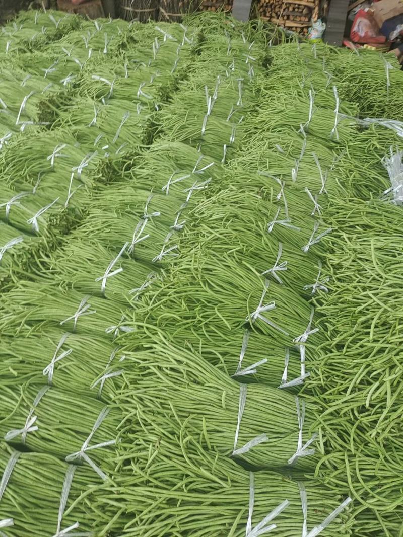 汉中豇豆青豇豆长豆角可供市场酱菜厂产地直供