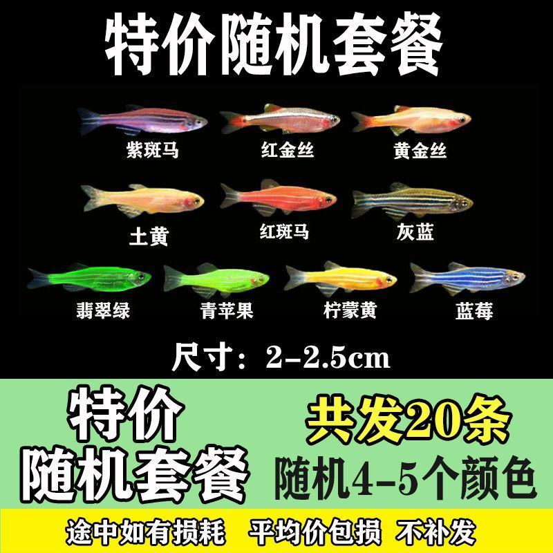 新疆专拍金鱼斑马鱼