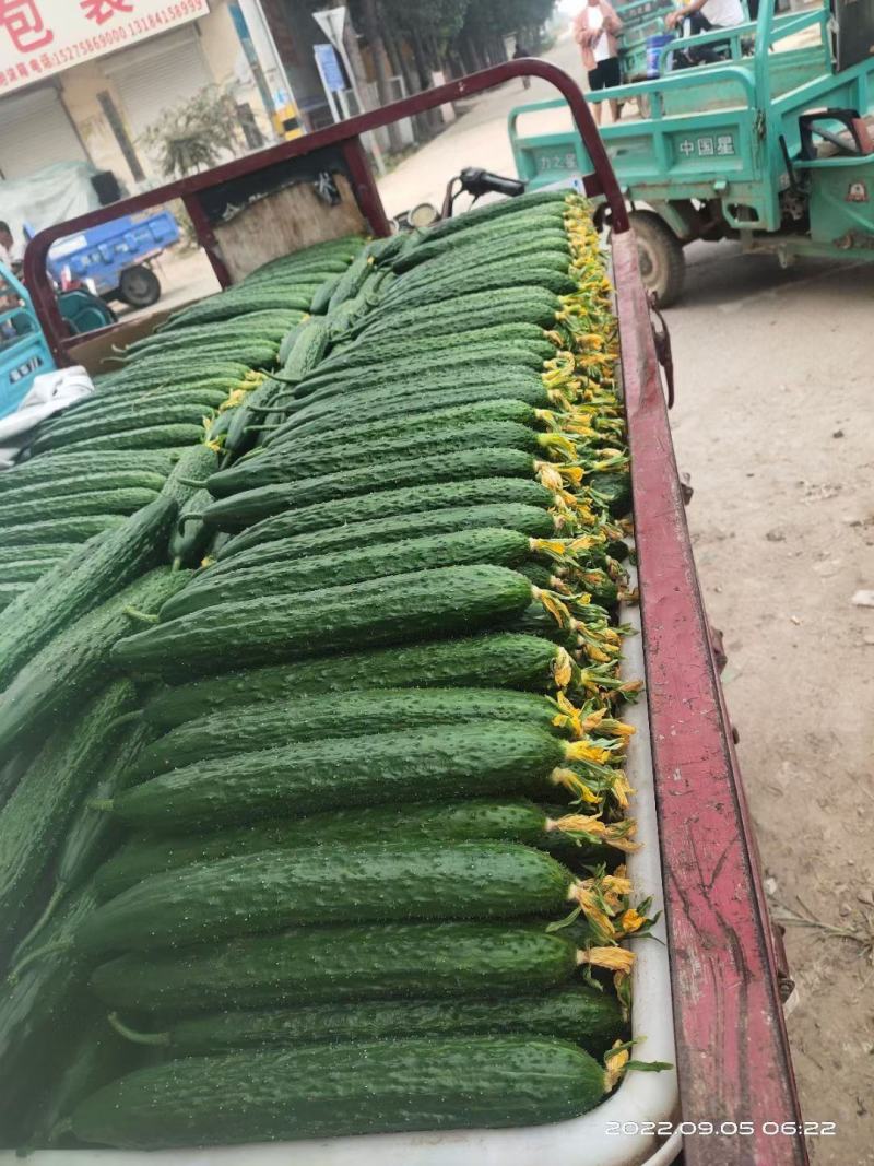 莘县精品黄瓜干花带刺22~25公分品质上乘价格优