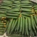 莘县精品黄瓜干花带刺22~25公分品质上乘价格优