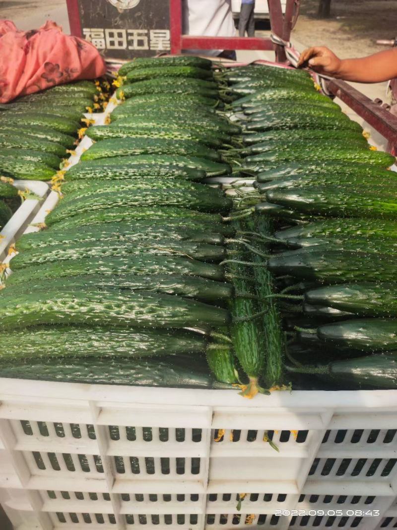 莘县精品黄瓜干花带刺22~25公分品质上乘价格优