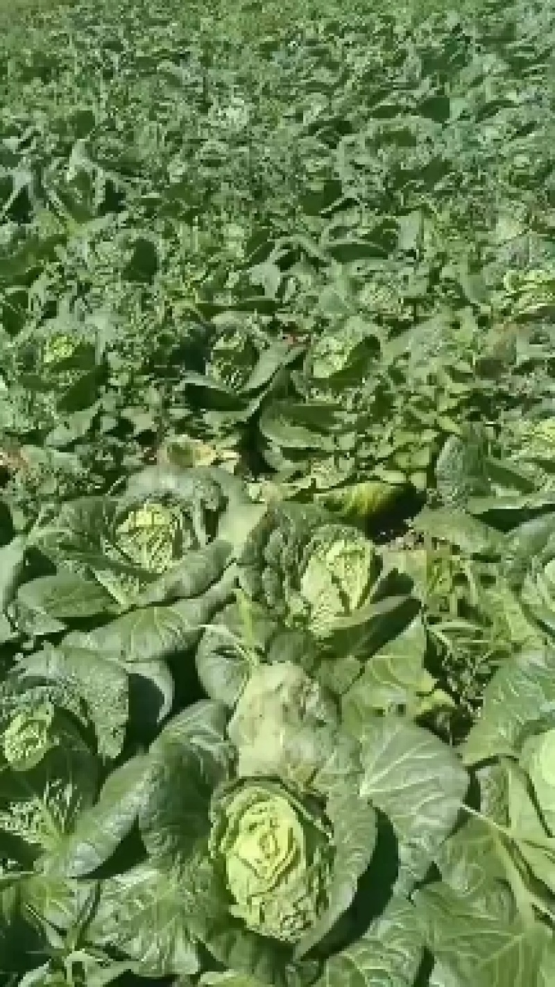 【湖北精品黄心白菜】耐运输无虫眼无烧心，货源稳定代发全国