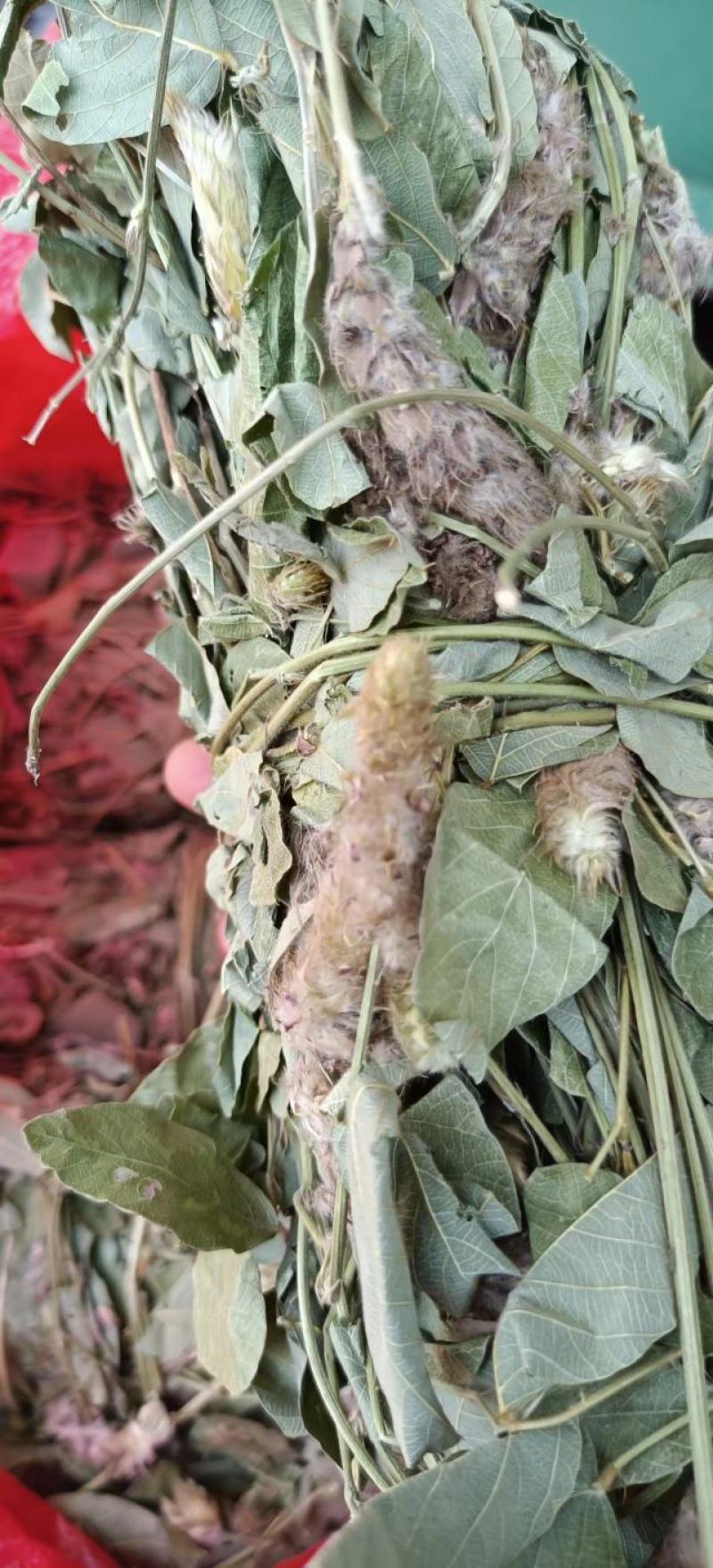 狸尾草2025年10月新货干货青靓有花，广东省快递包邮‘