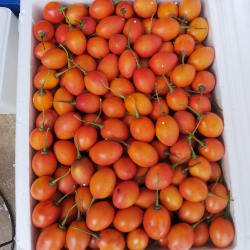 【包邮】云南树番茄，新鲜现摘口感好，产地直发价格实惠