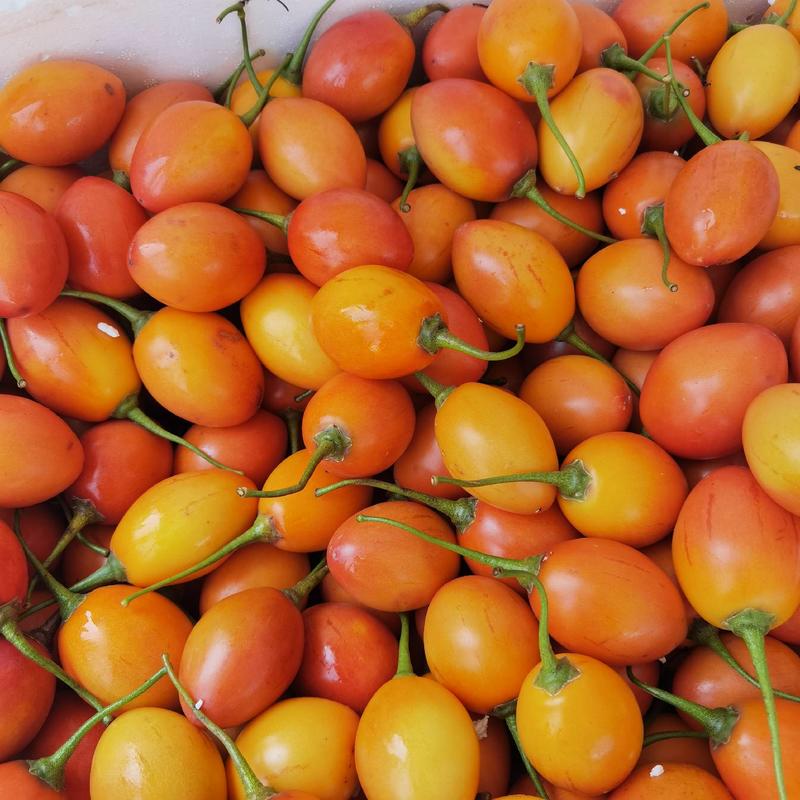【包邮】云南树番茄，新鲜现摘口感好，产地直发价格实惠