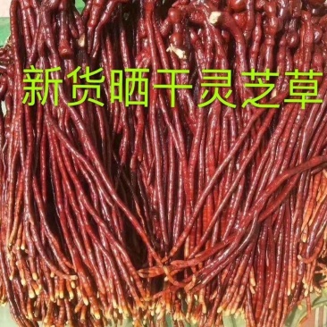 灵芝草中药材长白山特产野生整枝鹿角灵芝100g500g煲