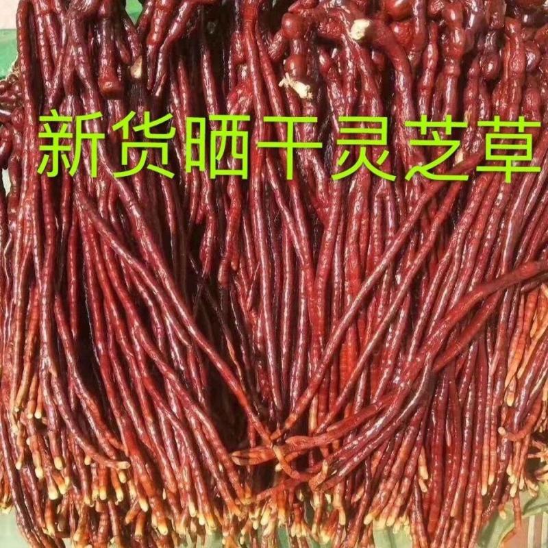 灵芝草中药材长白山特产野生整枝鹿角灵芝100g500g煲