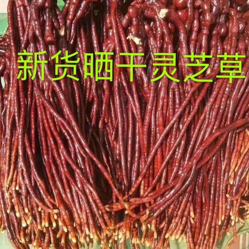灵芝草中药材长白山特产野生整枝鹿角灵芝100g500g煲