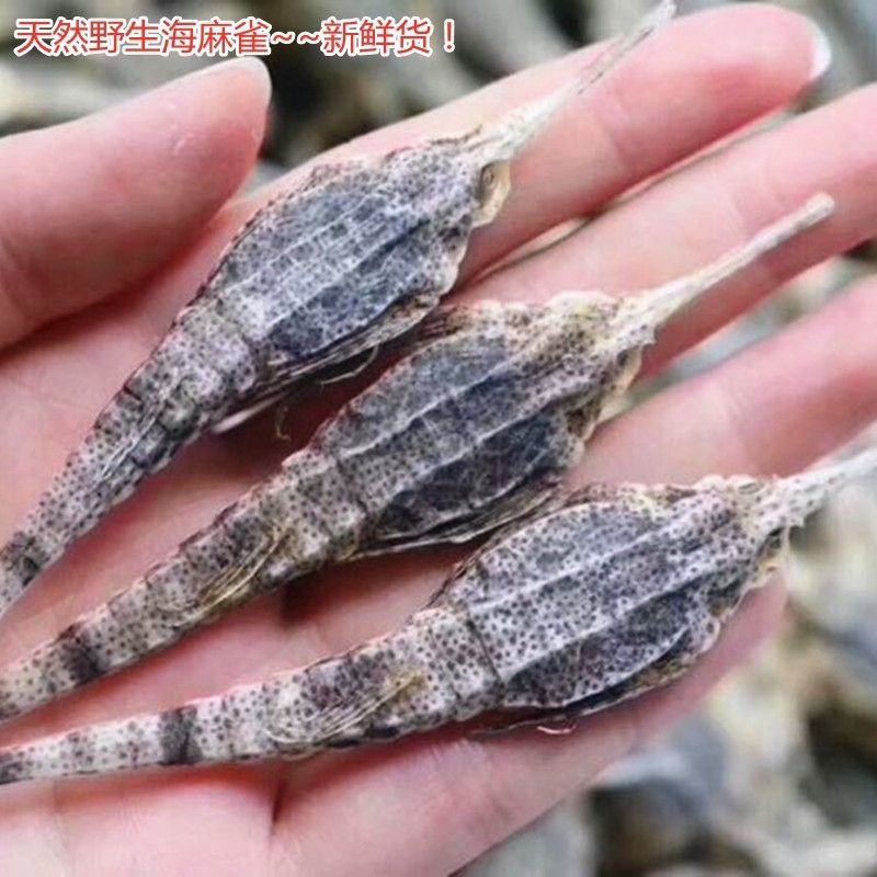 正品海南海燕子干货长海雀燕和圆身海麻雀海产干货养生泡