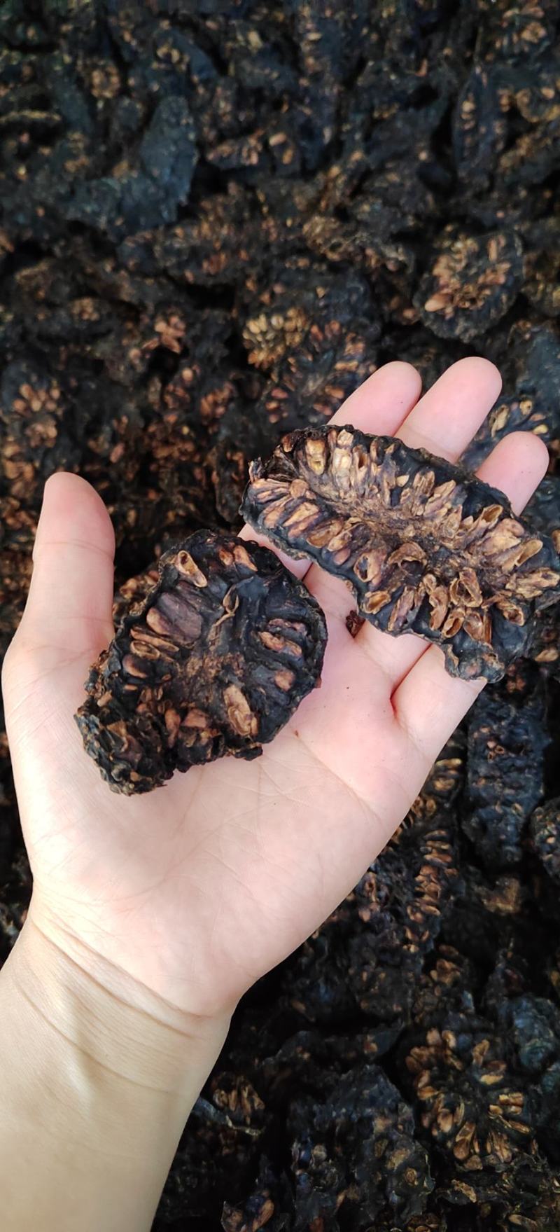 海南富硒诺丽果干茶厂家大量有货欢迎老板电话联系