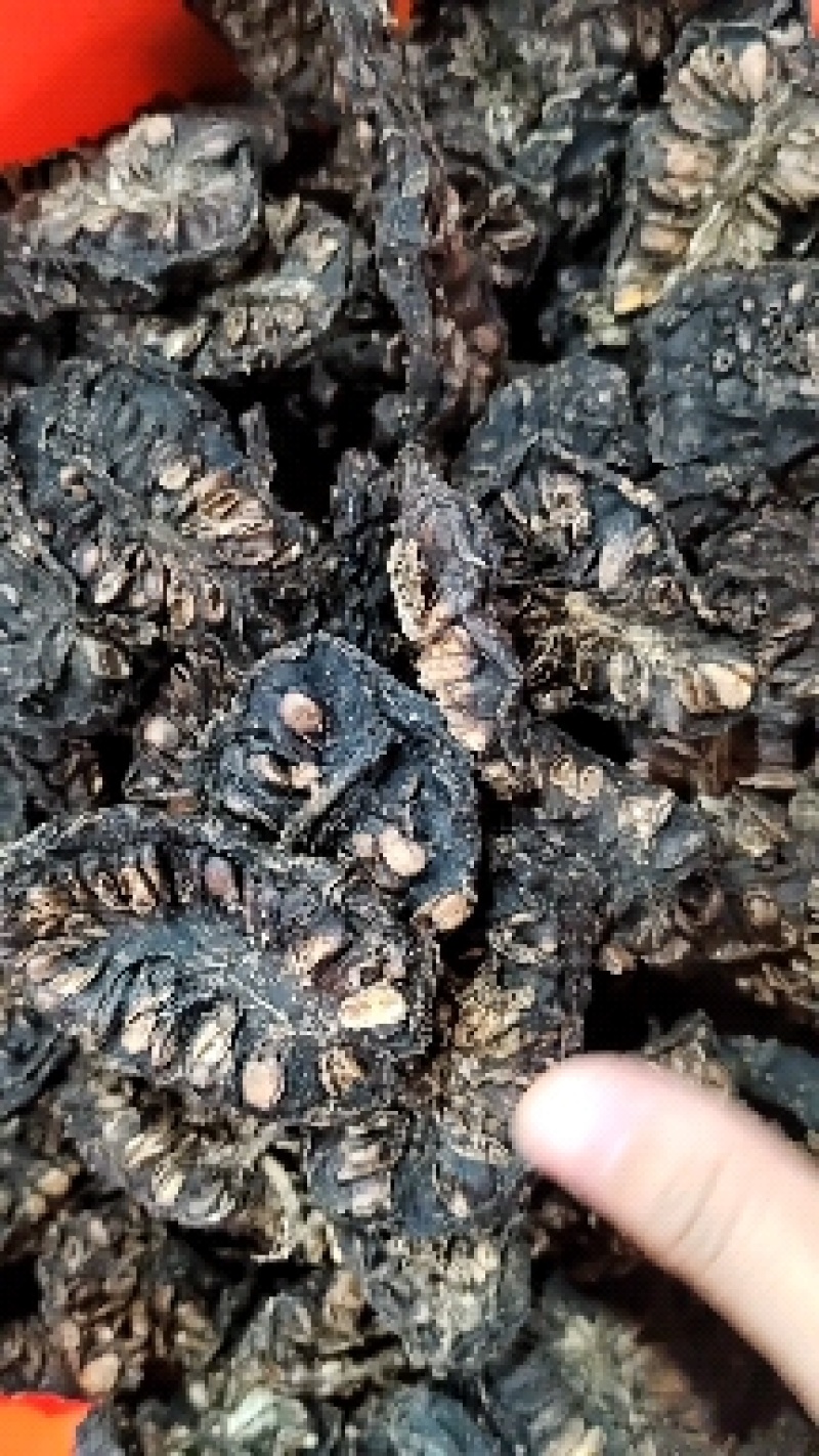 海南富硒诺丽果干茶厂家大量有货欢迎老板电话联系
