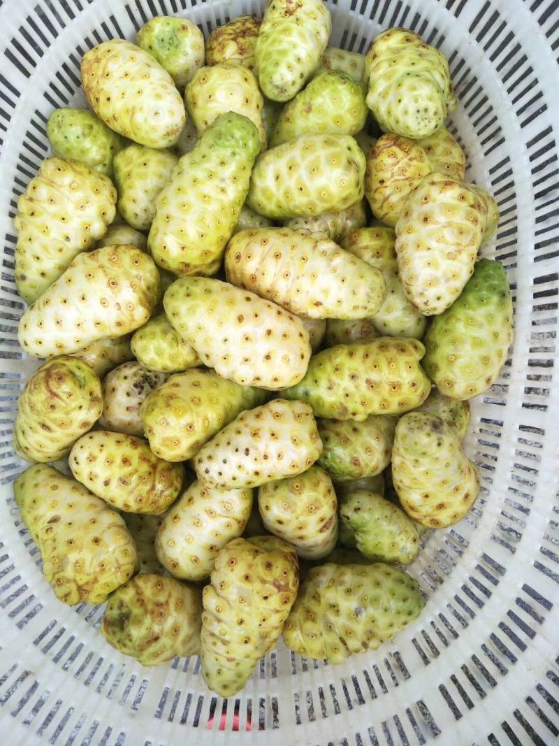 海南富硒诺丽果干茶厂家大量有货欢迎老板电话联系
