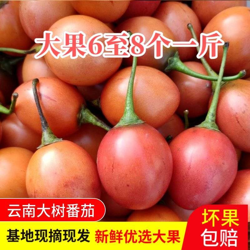 【热销推荐】番茄，云南施甸大树番茄，洋酸茄基地直发