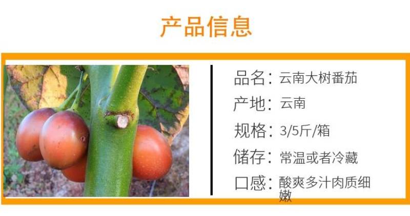 【热销推荐】番茄，云南施甸大树番茄，洋酸茄基地直发