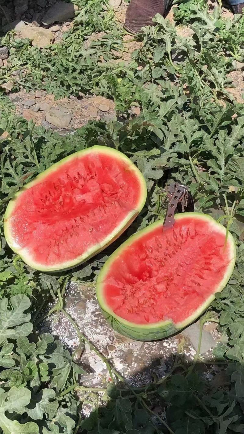 甘肃靖远石头硒砂瓜