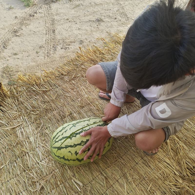甘肃靖远石头硒砂瓜