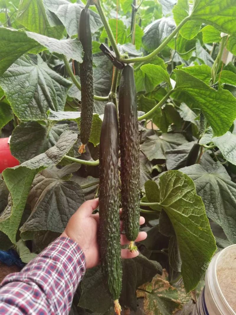 密刺绿条黄瓜