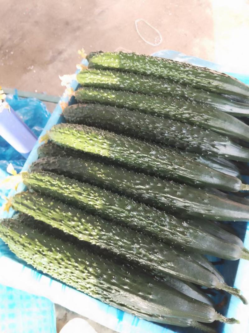 密刺绿条黄瓜