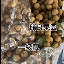 龙眼石硖储良