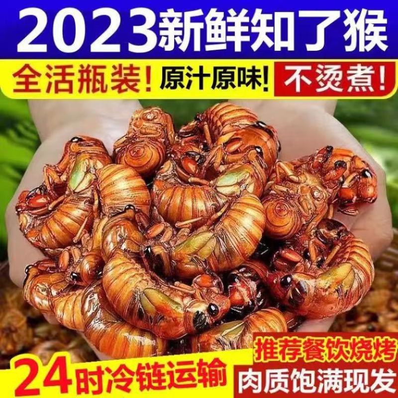 新鲜金蝉知了猴大量出售批发，量大优惠，顺丰快递