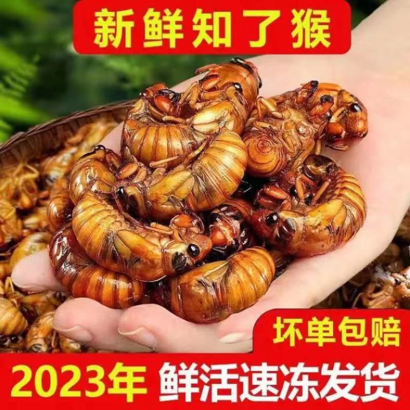 新鲜金蝉知了猴大量出售批发，量大优惠，顺丰快递